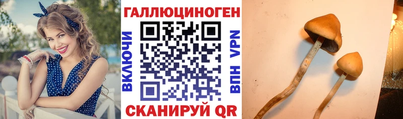 Купить где  Чистополь  Псилоцибиновые грибы мицелий 